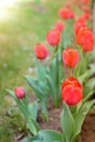 Field flowers tulip. Beautiful nature scene with blooming red tulip in sun flare/row red tulips. Spring flowers. Beautiful meadow Royalty Free Stock Photo