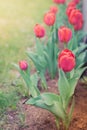 Field flowers tulip. Beautiful nature scene with blooming red tulip in sun flare/row red tulips. Spring flowers. Beautiful meadow Royalty Free Stock Photo