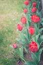 Field flowers tulip. Beautiful nature scene with blooming red tulip in sun flare/row red tulips. Spring flowers. Beautiful meadow Royalty Free Stock Photo