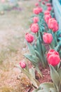 Field flowers tulip. Beautiful nature scene with blooming red tulip in sun flare/row red tulips. Spring flowers. Beautiful meadow Royalty Free Stock Photo