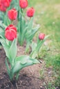 Field flowers tulip. Beautiful nature scene with blooming red tulip in sun flare/row red tulips. Spring flowers. Beautiful meadow Royalty Free Stock Photo