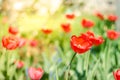 field flowers tulip. Beautiful nature scene with blooming red tulip in sun flare/ Summer flowers. Beautiful meadow. Summer Royalty Free Stock Photo