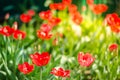 field flowers tulip. Beautiful nature scene with blooming tulip in sun flare/ Spring flowers. Beautiful meadow. Spring background Royalty Free Stock Photo