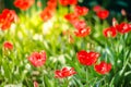 field flowers tulip. Beautiful nature scene with blooming tulip in sun flare/Summer flowers. Beautiful meadow. Summer background Royalty Free Stock Photo