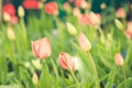 Field flowers tulips. Beautiful nature scene with blooming tulip in sun flare/ Summer flowers. Summer background Royalty Free Stock Photo