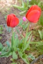 Field flowers two red tulips. Spring background. Beautiful meadow/Beautiful nature scene with blooming red tulip. Spring Royalty Free Stock Photo