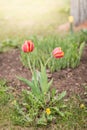Field flowers two red tulips. Spring background. Beautiful meadow/Beautiful nature scene with blooming red tulip. Spring Royalty Free Stock Photo