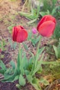 Field flowers two red tulips. Spring background. Beautiful meadow/Beautiful nature scene with blooming red tulip. Spring Royalty Free Stock Photo