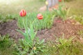 Field flowers two red tulips. Spring background. Beautiful meadow/Beautiful nature scene with blooming red tulip. Spring Royalty Free Stock Photo