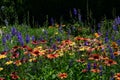 Field of flowers