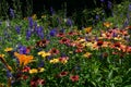 Field of flowers