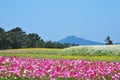 Field of flowers with volcano Royalty Free Stock Photo