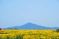 Field of flowers with volcano Royalty Free Stock Photo