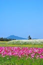 Field of flowers with volcano Royalty Free Stock Photo