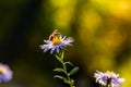 Field flowers on which insects and bees sit Royalty Free Stock Photo