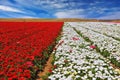 The field with flowers