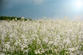 Field of flowers