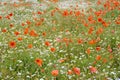 Field of flowers