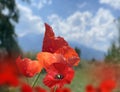 Wild herbs  red poppy flower on wild green field blue sky white clouds nature background Royalty Free Stock Photo