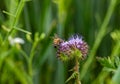 Field flowers. Wild vegetation. A bee pollinates a flower. Overgrown fields. Purple, small flowers. Royalty Free Stock Photo