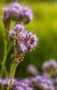 Field flowers. Wild vegetation. A bee pollinates a flower. Overgrown fields. Purple, small flowers. Royalty Free Stock Photo