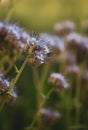 Field flowers. Wild vegetation. A bee pollinates a flower. Overgrown fields. Purple, small flowers. Royalty Free Stock Photo