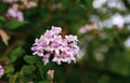 Field flowers. Wild vegetation. A bee pollinates a flower. Overgrown fields. Purple, small flowers. Royalty Free Stock Photo