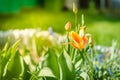 field flowers yellow tulip. Beautiful nature scene with blooming yellow tulip/Spring flowers. Spring background