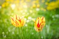 field flowers yellow tulip. Beautiful nature scene with blooming tulip in sun flare/ Summer flowers. Beautiful meadow. Summer Royalty Free Stock Photo