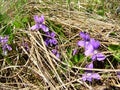 Field flowerses Royalty Free Stock Photo