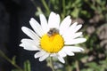 Field fly on a daisy close-up flower Royalty Free Stock Photo