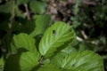 Field fly on deep colored green leaf in the forest