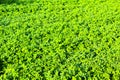 Field of fodder grass, alfalfa matures in Ukraine