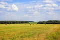 Field, forest, meadow with chopped hay harvested in the swaths on a clear summer day with beautiful clouds. August. Moscow region Royalty Free Stock Photo