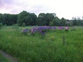 Field and forest, skys, summertime.