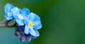 Field forget-me-not