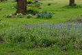 Field Forget-me-not or Forgetmenot - Myosotis arvensis, Surlingham, Norfolk, England, UK Royalty Free Stock Photo