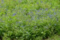 Field Forget-me-not or Forgetmenot - Myosotis arvensis, Surlingham, Norfolk, England, UK