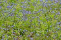 Field Forget-me-not or Forgetmenot - Myosotis arvensis, Surlingham, Norfolk, England, UK Royalty Free Stock Photo