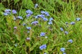 Field Forget-me-not or Forgetmenot - Myosotis arvensis, Surlingham, Norfolk, England, UK Royalty Free Stock Photo