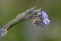 Field Forget-me-not Royalty Free Stock Photo