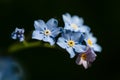 Field Forget-me-not Myosotis arvensis