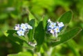 Field Forget-Me-Not Royalty Free Stock Photo