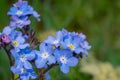 Field forget me nots myosotis arvensis Royalty Free Stock Photo