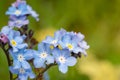 Field forget me nots myosotis arvensis Royalty Free Stock Photo