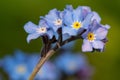 Field forget me nots myosotis arvensis Royalty Free Stock Photo