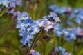 Field forget me nots myosotis arvensis