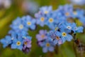 Field forget me nots myosotis arvensis Royalty Free Stock Photo