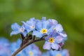 Field forget me nots myosotis arvensis Royalty Free Stock Photo