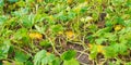 Field fragment with ripening pumpkins